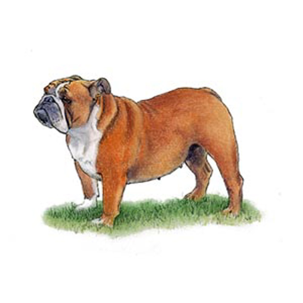 Bulldog illustration