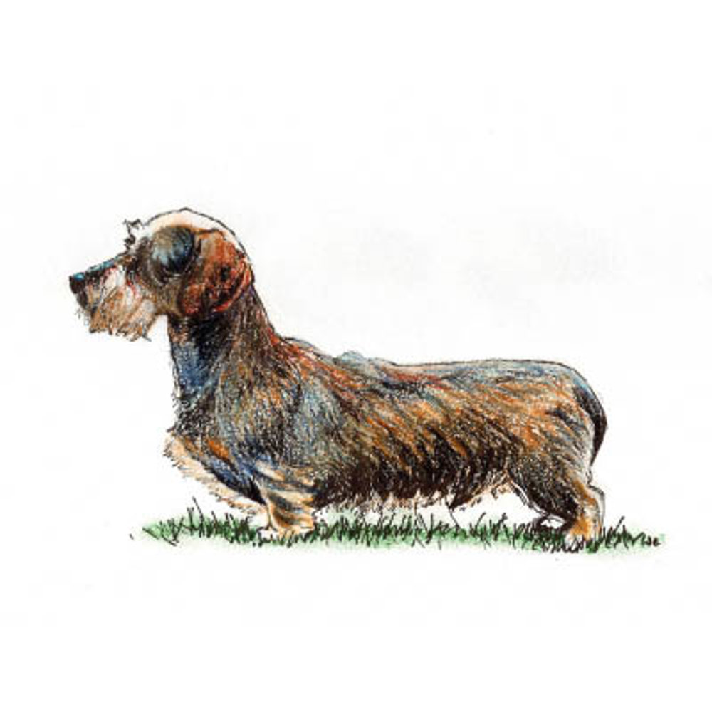 Dachshund (Min. Wire Haired) | Breeds A-Z | The Kennel Club