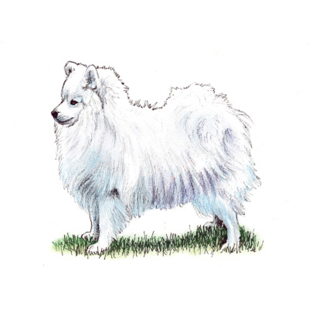 Japanese Spitz Breeds A To Z The Kennel Club