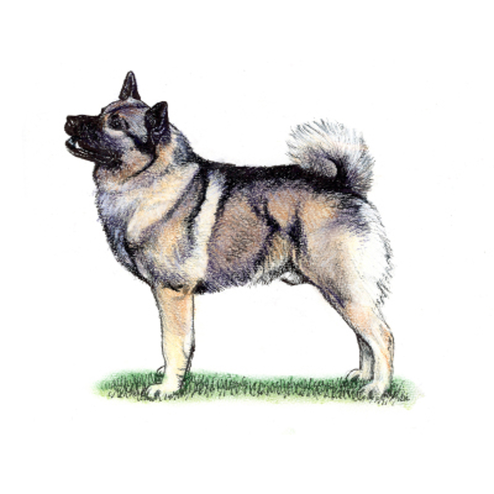 Norwegian Elkhound illustration