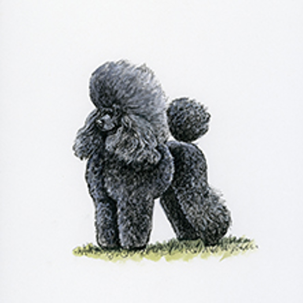 Poodle (Miniature) illustration