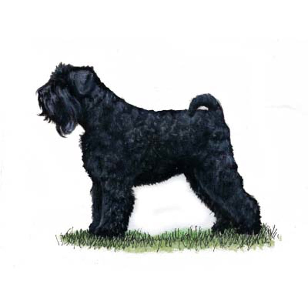 Russian Black Terrier illustration