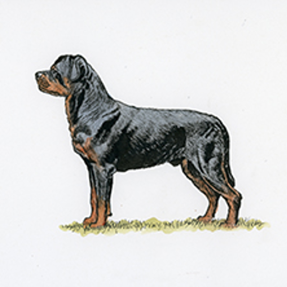 Rottweiler illustration