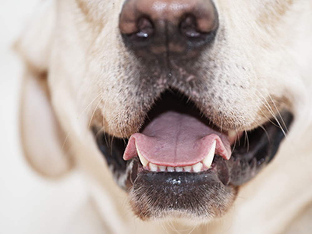Labrador mouth
