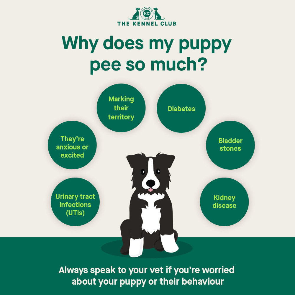 How Long Can a Small Dog Hold Its Bladder: Essential Insights