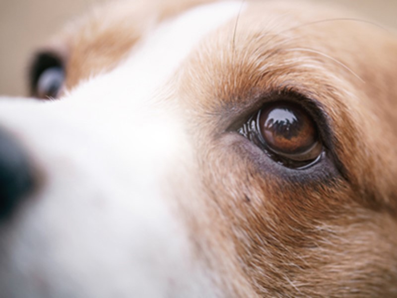 Beagle eye