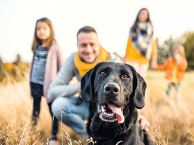 Labrador with family looking happy smiling at him
