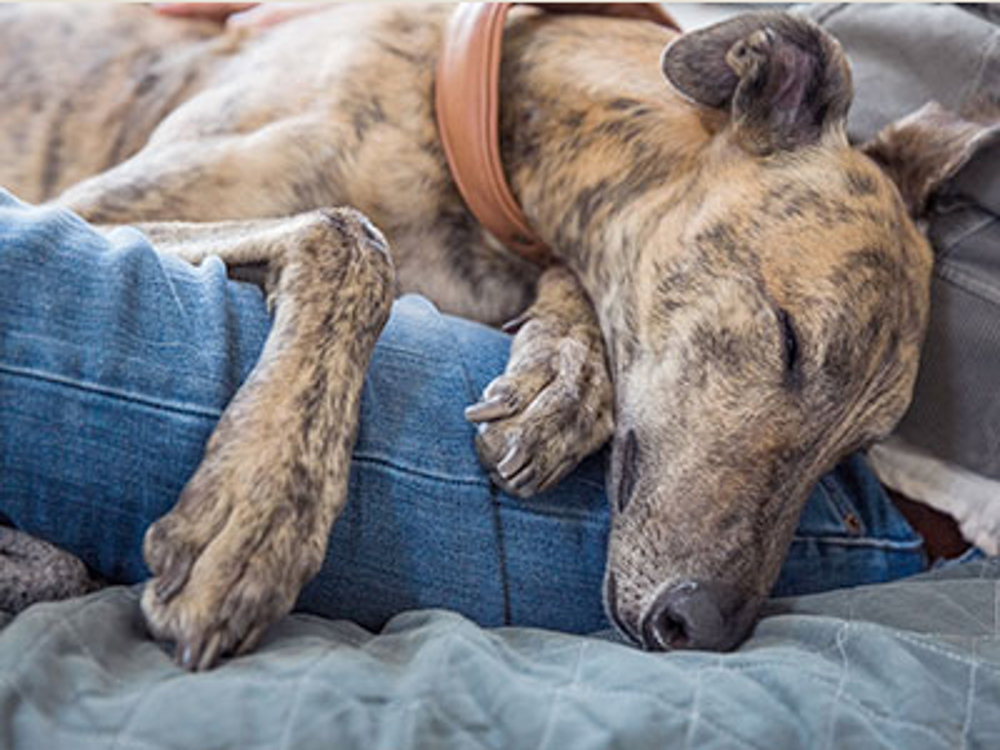 The Kennel Club Breed Rescue Getting a dog Kennel Club