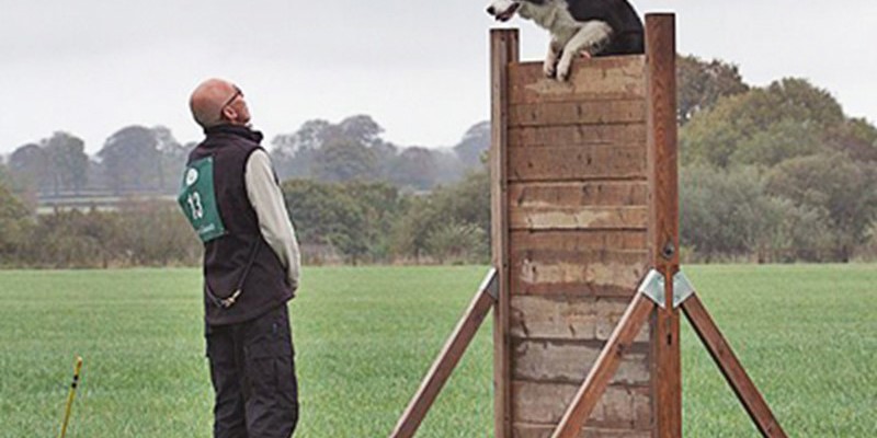 Dog jumping over wall with owner watching