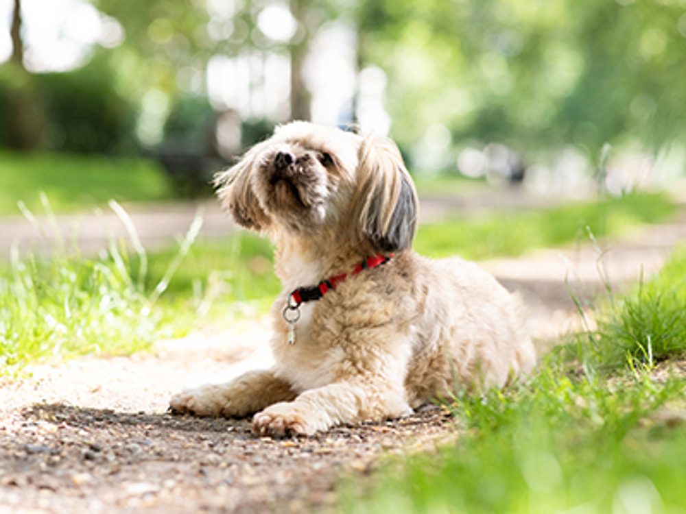 Teach your dog to lie down Dog training The Kennel Club