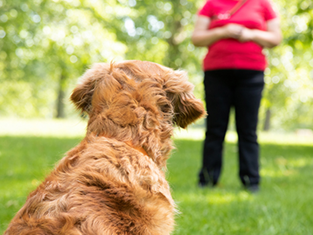 Train dog to come back when called Training Kennel Club