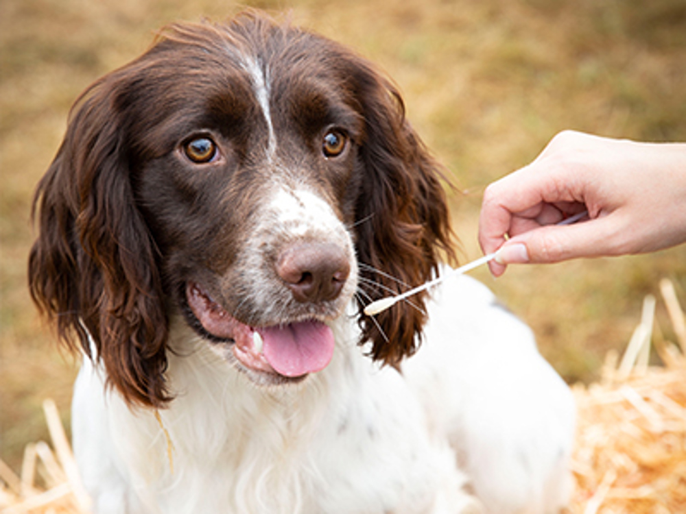 Spaniel being tested with a Combibreed swab