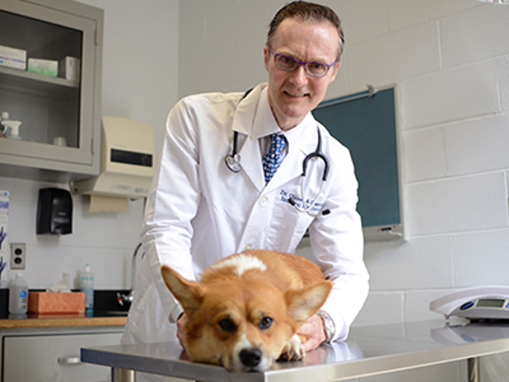A vet with a Corgi