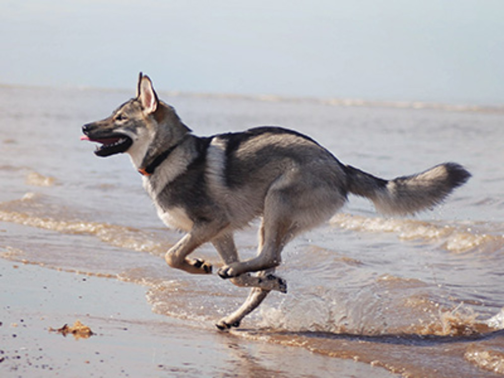 Dog running to the sea
