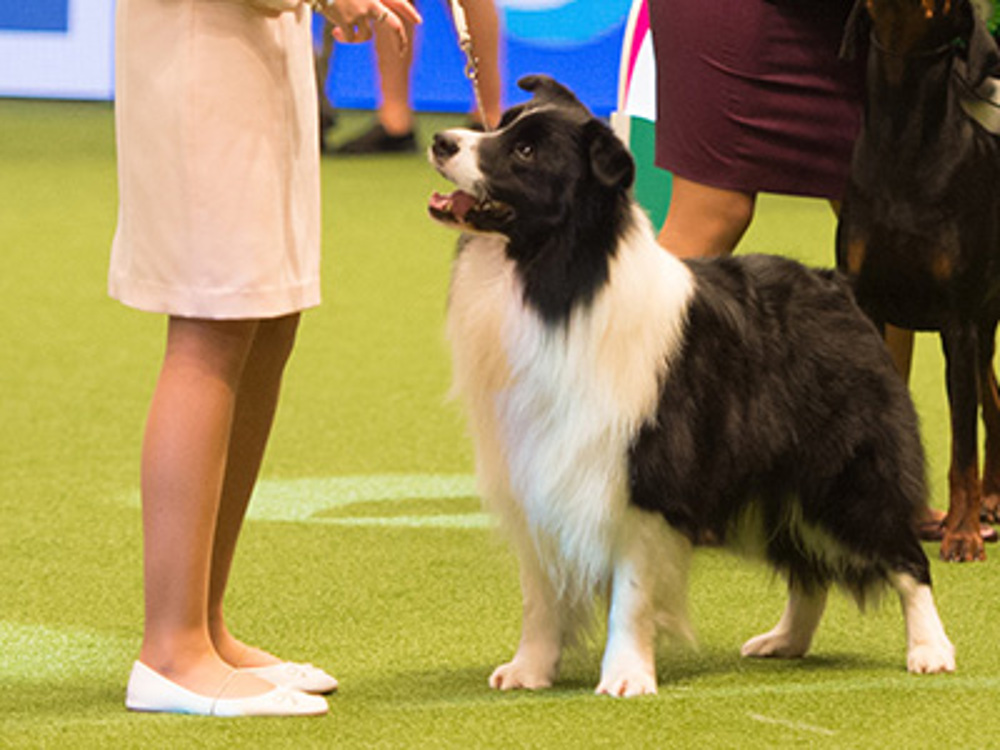 A Border Collie being shown at Crufts
