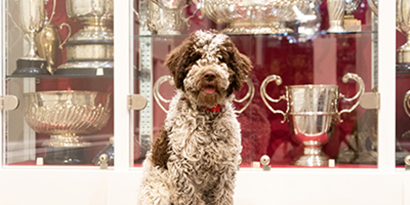 Dog sitting in The Kennel Club Art Gallery