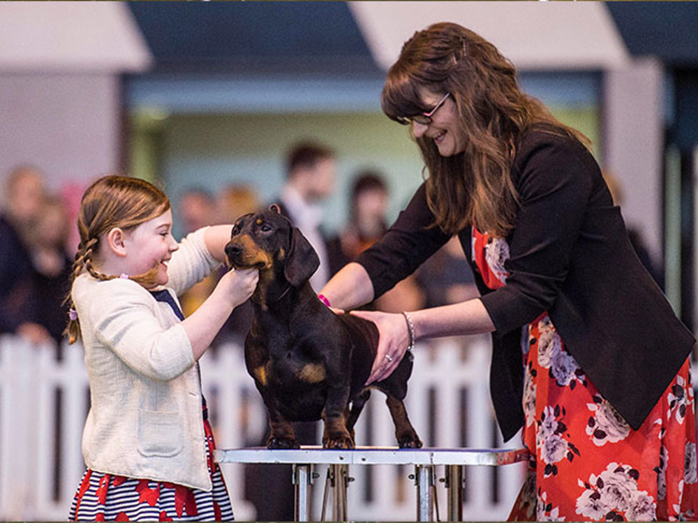 Dog being judged at dog show