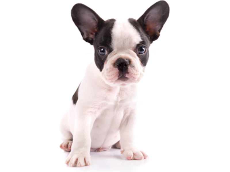 Dog sat down with white background