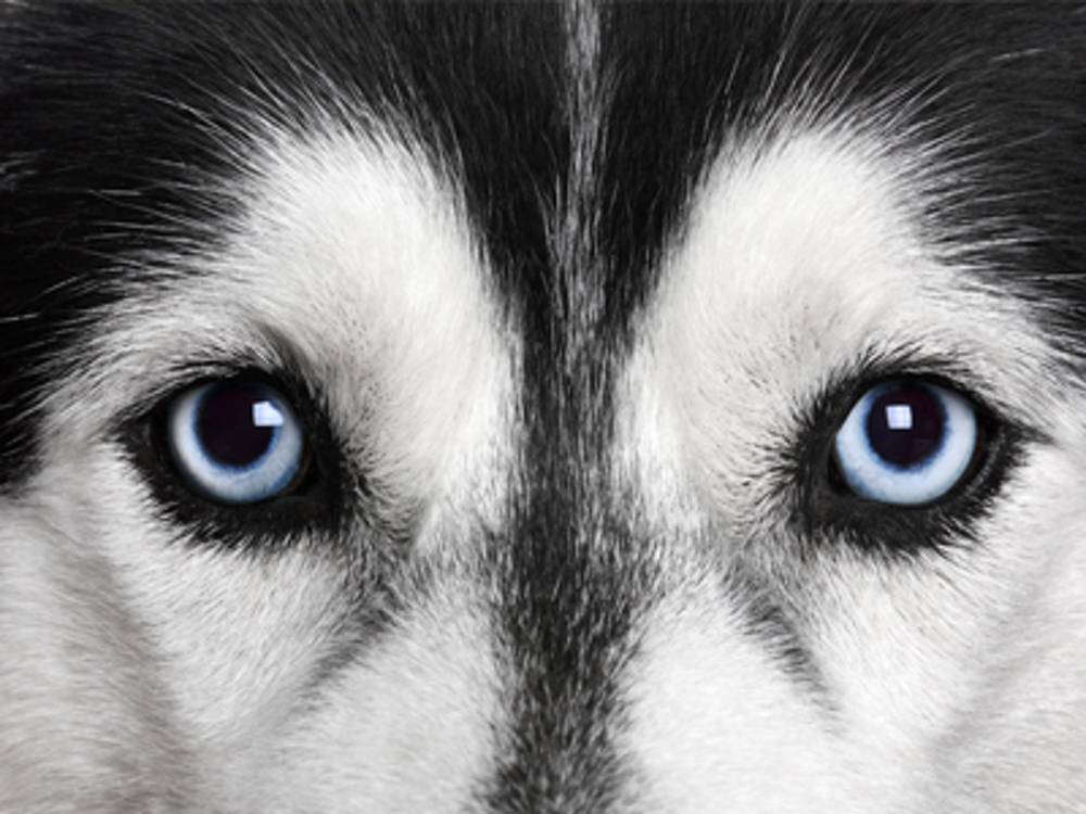 Dog eyes