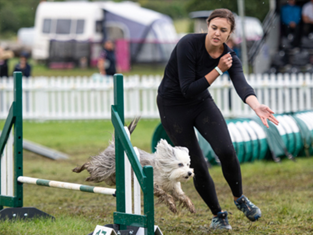 Dog taking part in agility jumping over jump