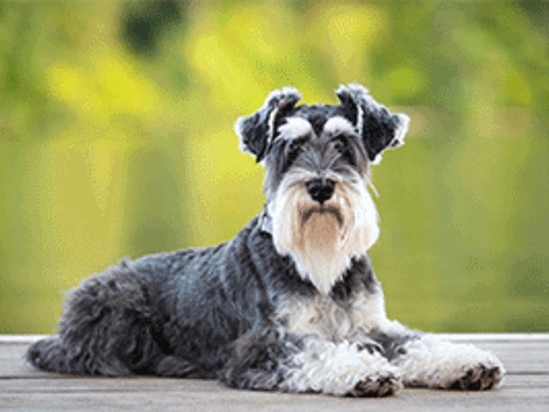 Schnauzer dog lying next to bed of water