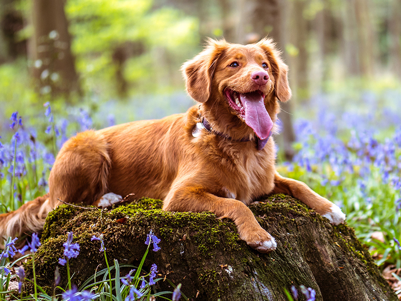 Gundog laying on tree