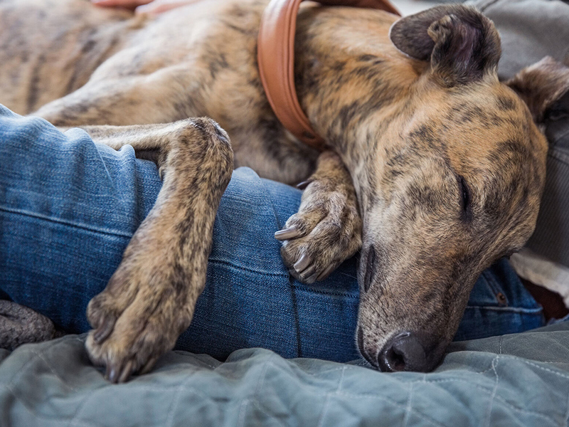 Whippet laying on lap