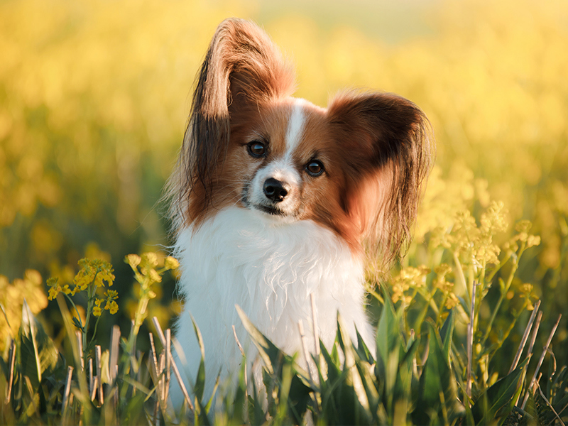Papilon in field of flowers