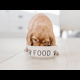 Labrador puppy eating