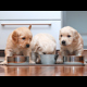 Three puppies in a row