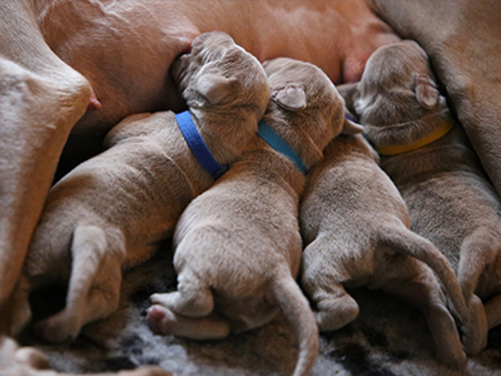 how do you know if newborn puppies are too hot