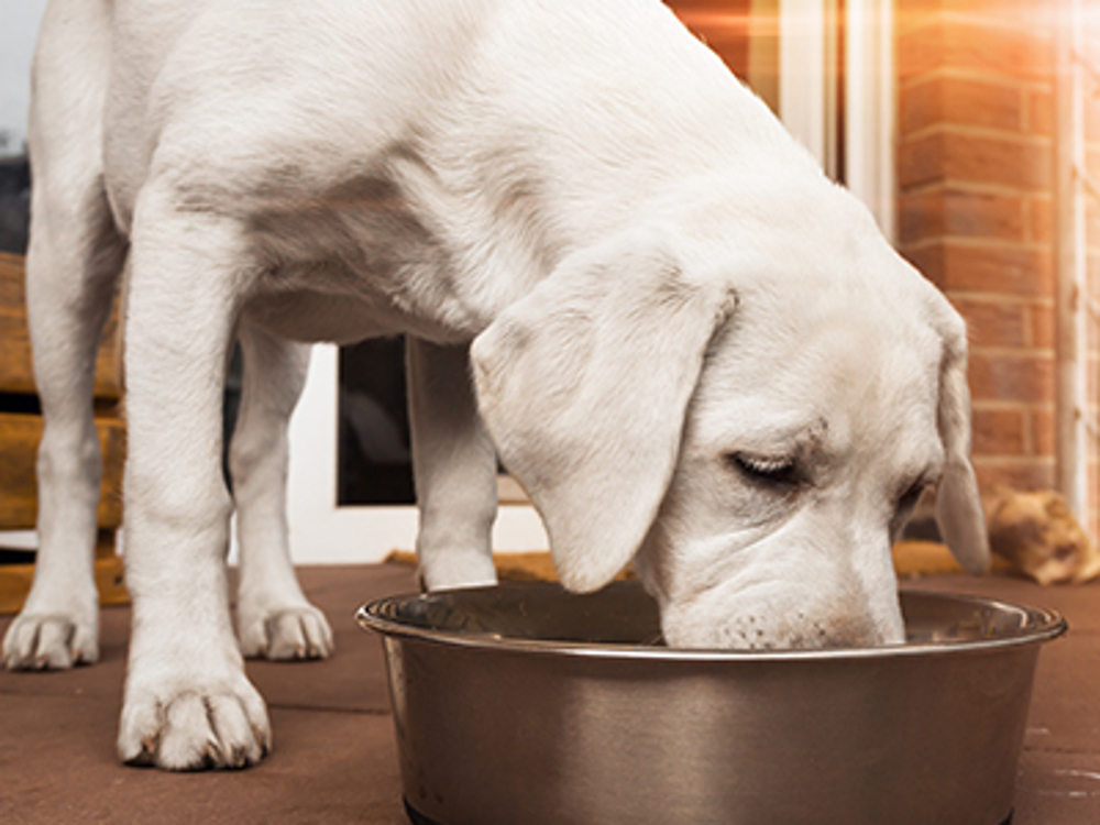 how much food do you feed a lab puppy