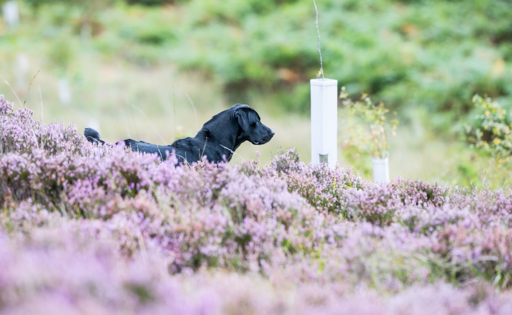 Labrador in the field