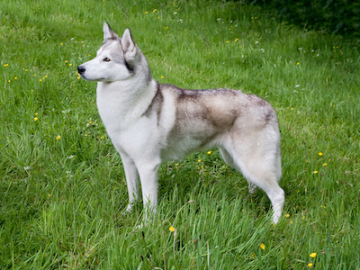 Siberian Husky | Breeds A to Z | The Kennel Club