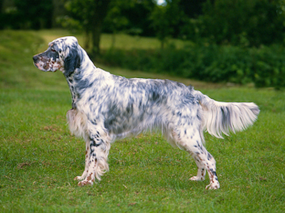 how to house train a english setter puppy