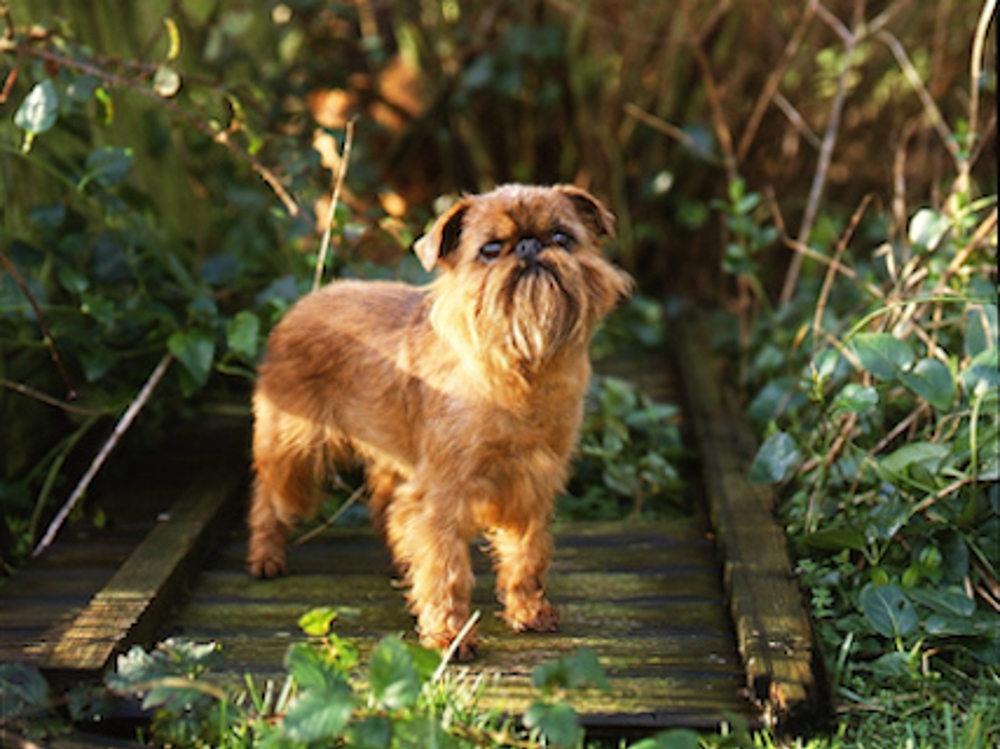 Griffon Bruxellois | Breeds A to Z | The Kennel Club Griffon Bruxellois | Breeds A to Z | The Kennel Club