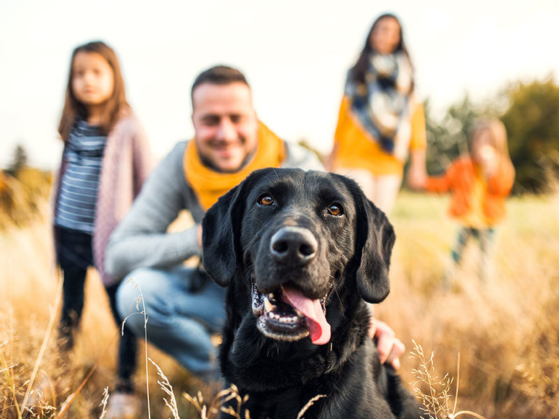Labrador and family