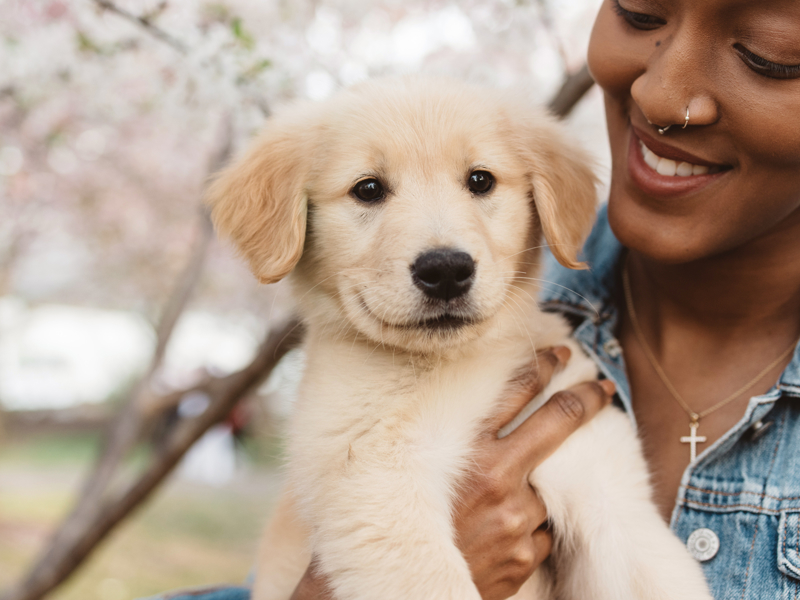 Puppy in ladies hands
