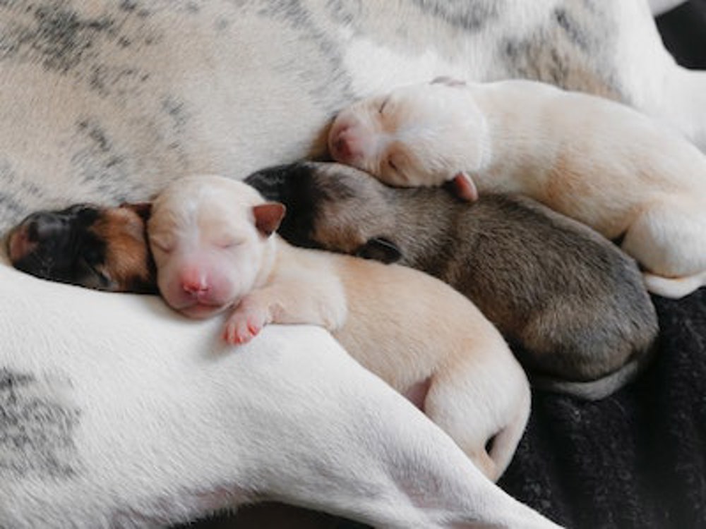 Can Father And Son Dogs Live Together 