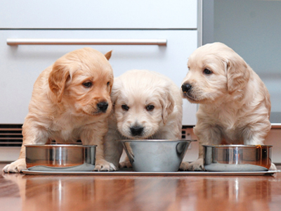 kennel club cavapoo