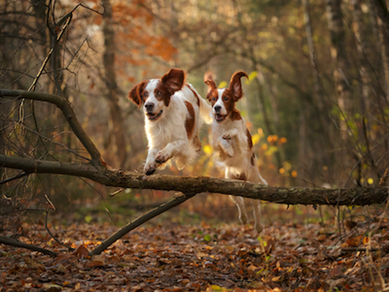 Two dogs running through a forest during autumn