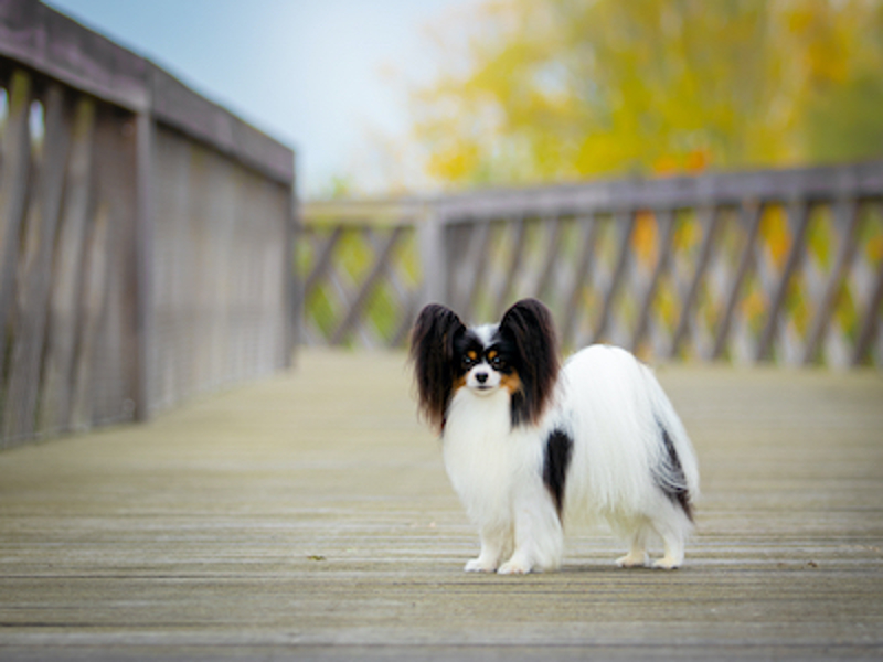 Papillon standing on a wooden bridge
