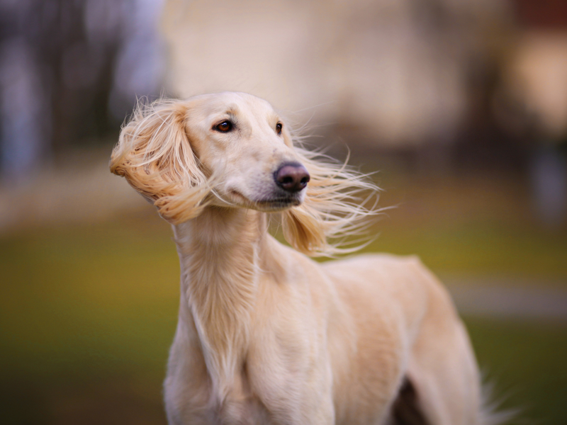 dog with looking into the distance