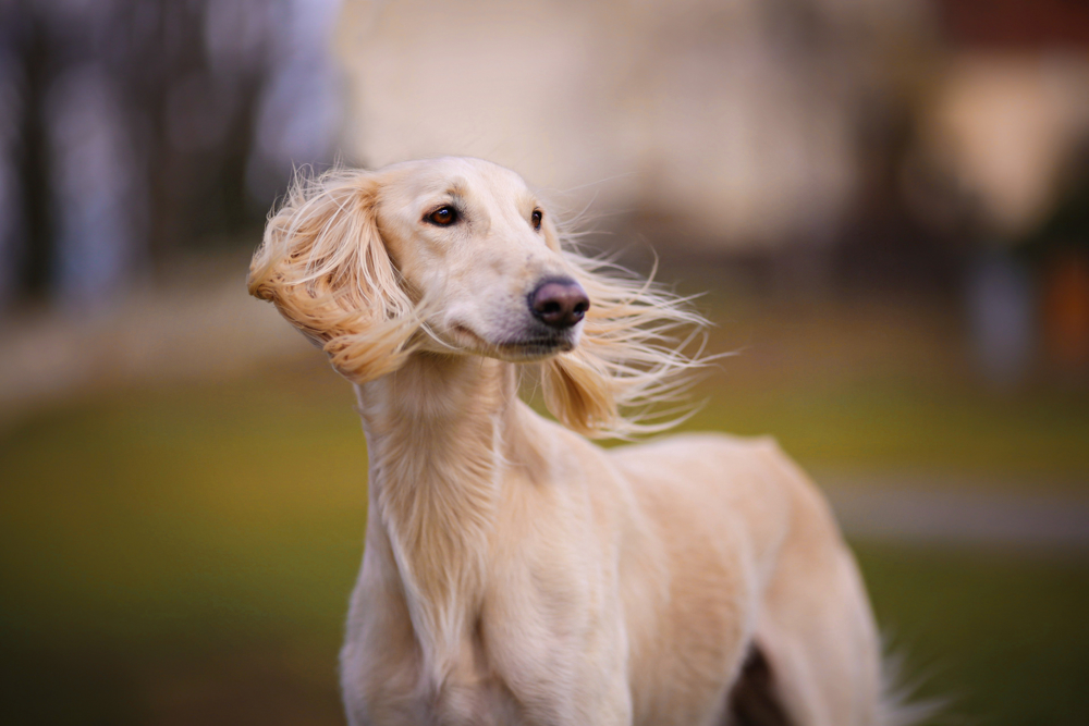  dog with looking into the distance