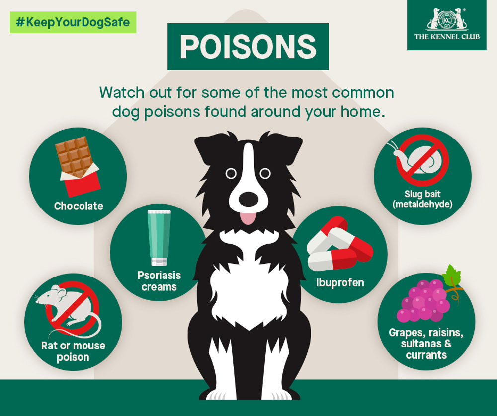 Infographic about poisons and dogs