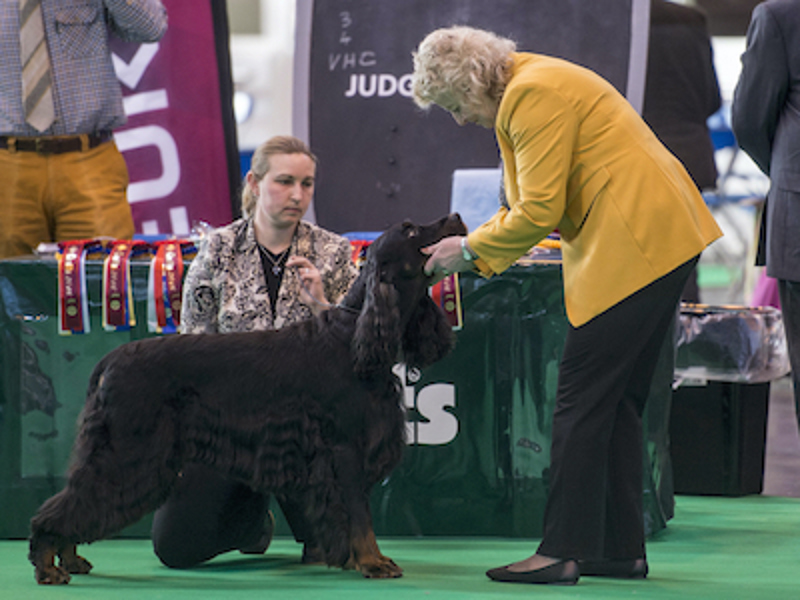 Dog being judged at Crufts