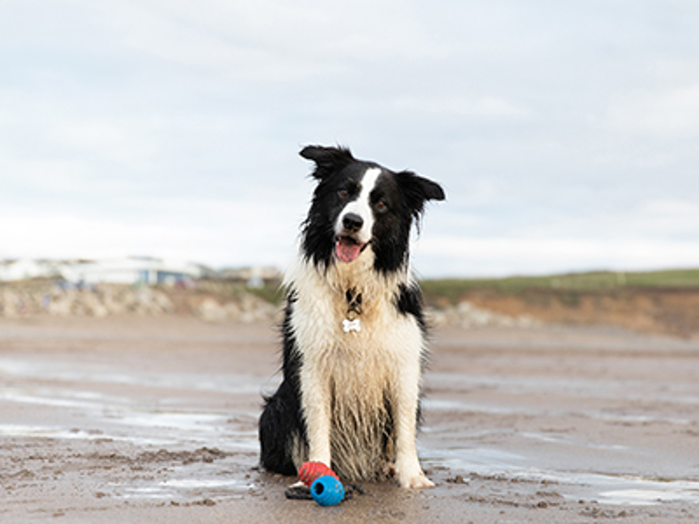 Dog standing next to lifeguard on beach