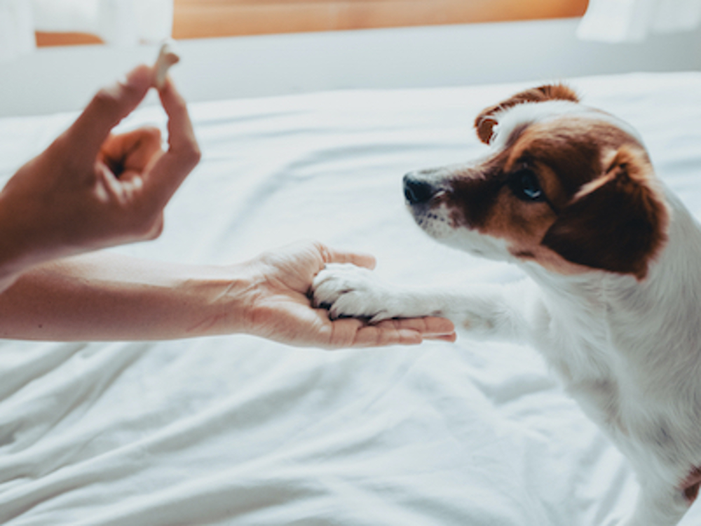 Dog being trained, looking at a treat in trainer's hand