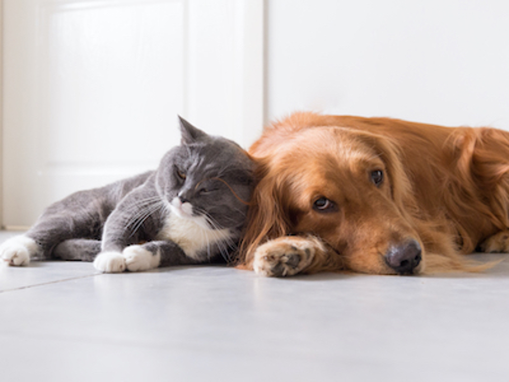 Dog and cat lying next to each other on the floor