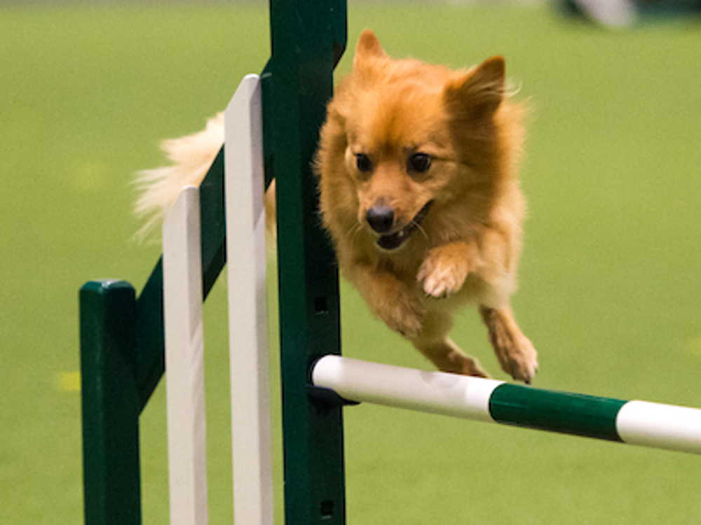 Dog jumping hurdle in agility course